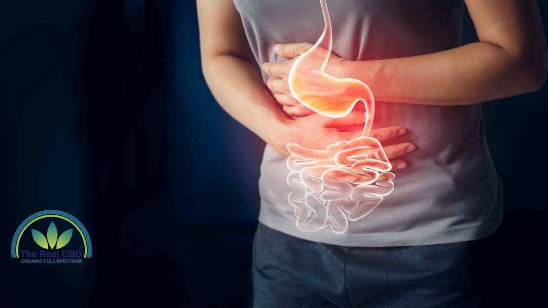 Is CBD the best solution for gastrointestinal diseases?