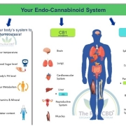 The-Real-CBD-Blog-CBD-pour-le-système-endocannabinoïde
