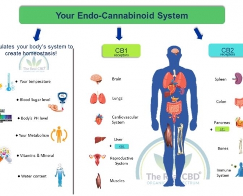 Der-Real-CBD-Blog-CBD-für-das-Endocannabinoid-System