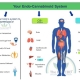 The-Real-CBD-Blog-CBD-for-the-endocannabinoid-system