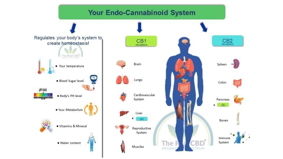The-Real-CBD-Blog-CBD-for-the-endocannabinoid-system