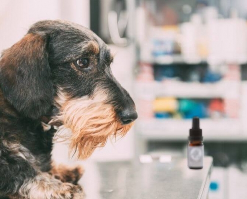 CBD for dogs with Stress