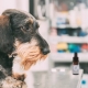 CBD for dogs with Stress