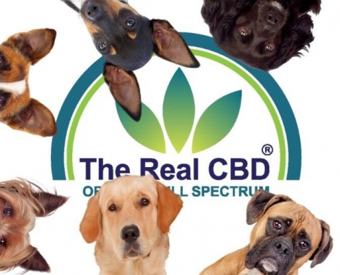 The-Real-CBD-Blog-buy-CBD-oil-for-dogs-in-Spain-legally