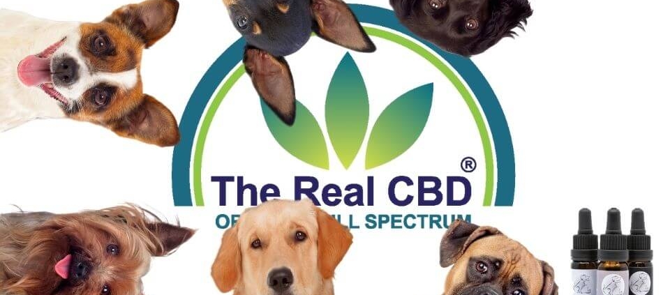 The-Real-CBD-Blog-buy-CBD-oil-for-dogs-in-Spain-legally