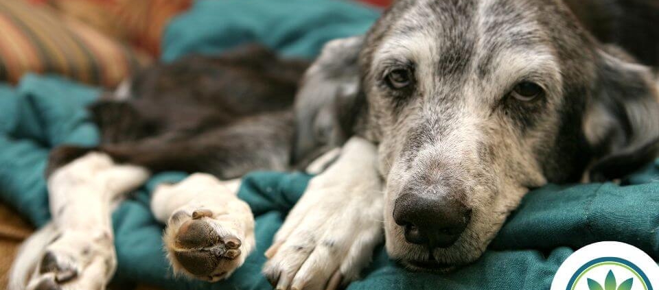Der-Real-CBD-Blog-CBD-für-Hunde-mit-Krebs-wie-kann-es-helfen