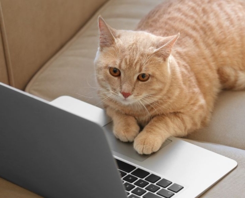 Le vrai blogue de la CDB - Huile et terpènes pour les chats