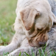 Der-Real-CBD-Blog-CBD-Öl-für-Cushing's-Krankheit-in-Hunden