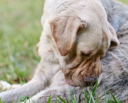 Der-Real-CBD-Blog-CBD-Öl-für-Cushing's-Krankheit-in-Hunden