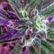 The-Real-CBD-Blog-What-are-Cannabinoids-and-what-do-they-do