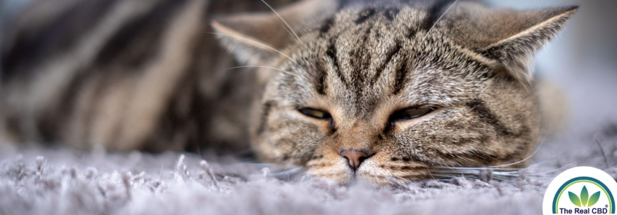 The Real CBD blog CBD for cats with kidney disease