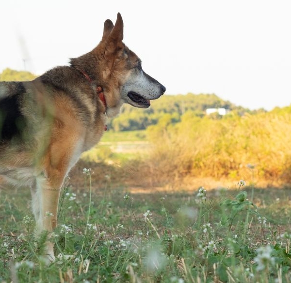 CBD für Hunde mit Hüftdysplasie