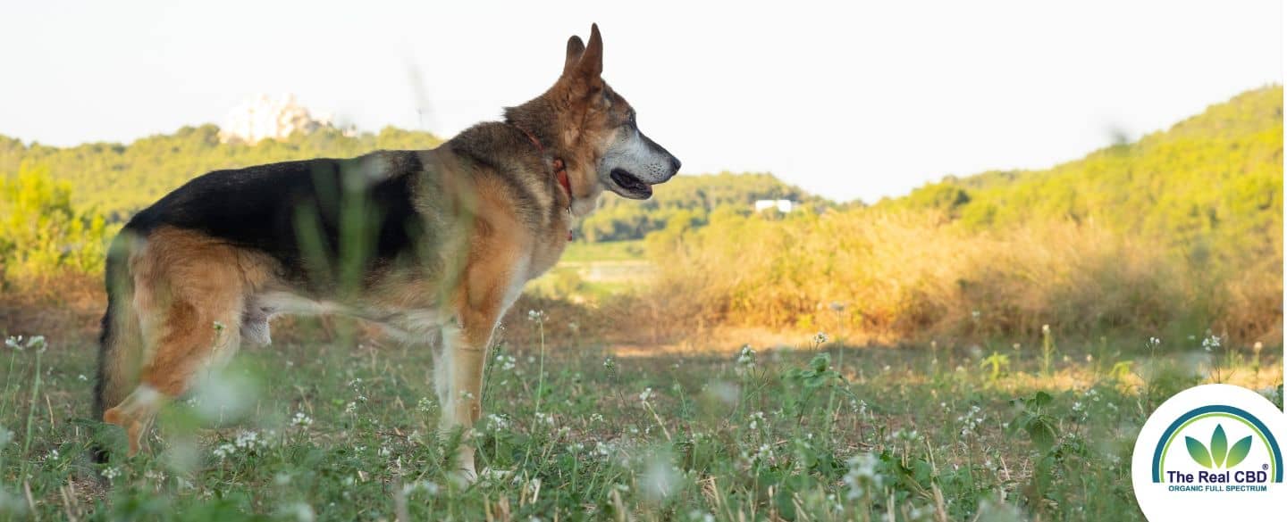CBD for Dogs with Hip Dysplasia