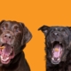 Les friandises CBD pour chiens : Avantages, utilisations et conseils d'achat