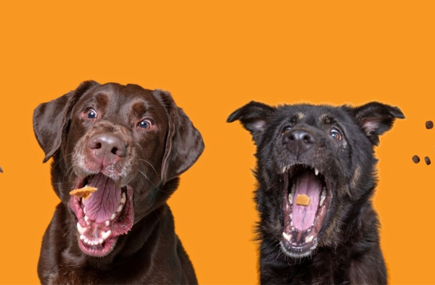 CBD Hundeleckerlis: Vorteile, Verwendungsmöglichkeiten und Tipps für den Käufer