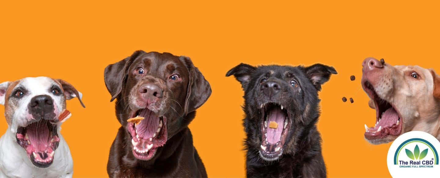 CBD Hundeleckerlis: Vorteile, Verwendungsmöglichkeiten und Tipps für den Käufer