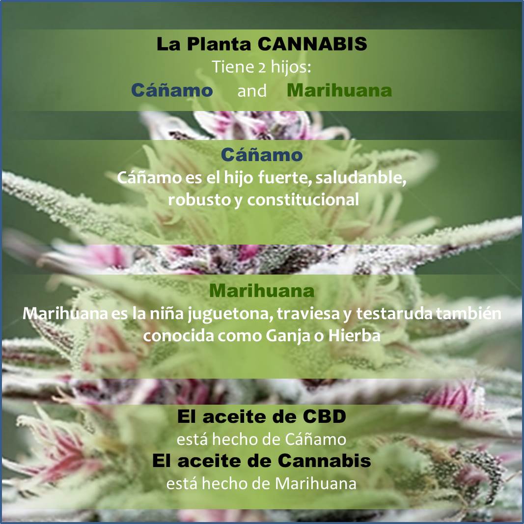 Cannabis