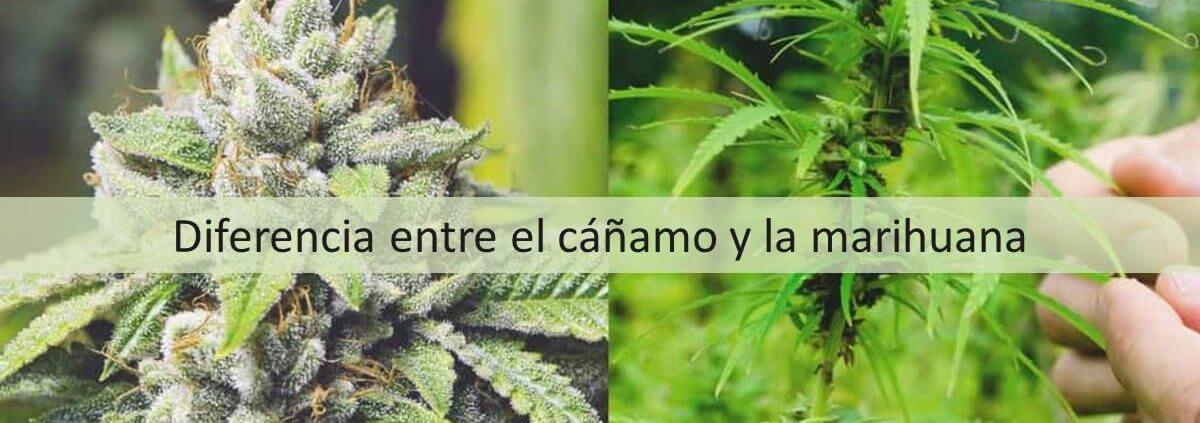 Marihuana y cáñamo