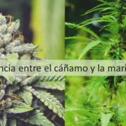 difference Marihuana y cáñamo