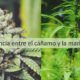 Marihuana y cáñamo