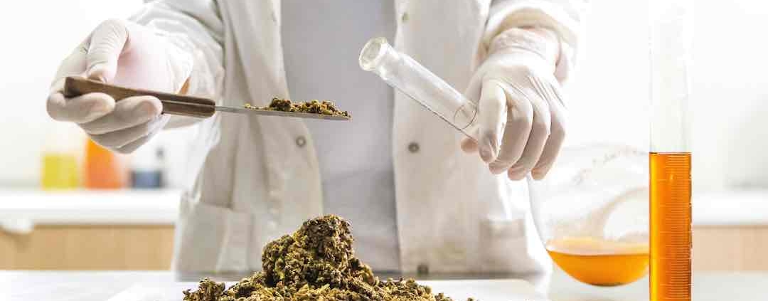 Técnico de laboratorio recogiendo biomasa de cáñamo en un viral