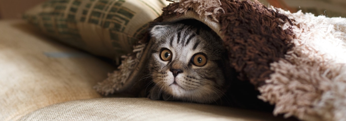 Gato en una cama