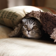 The-Real-CBD-Blog-CBD-Aceite-para-mascotas-con-ansiedad-gato-bajo-tapa Gato en una cama