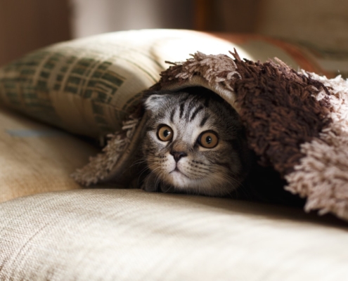 Gato en una cama