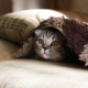 Gato en una cama
