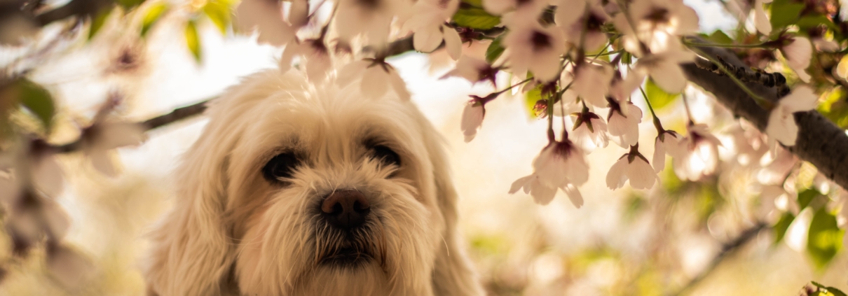 Perro blanco mullido bajo un almendro en flor