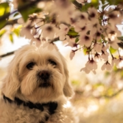 El aceite CBD es seguro para los perros Perro blanco mullido bajo un almendro en flor