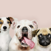 the-real-cbd-blog-cbd-para-perros-carchorros Alineación de cachorros