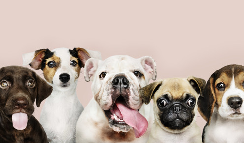 Alineación de cachorros