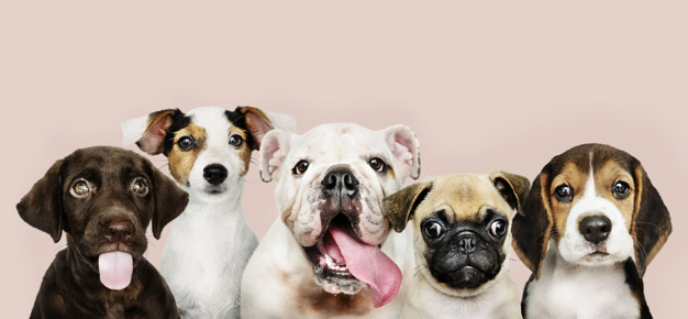Alineación de cachorros
