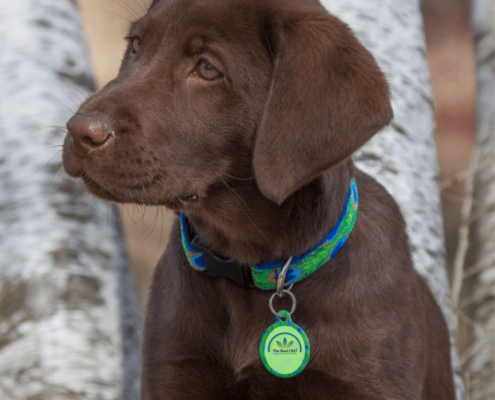 the-real-cbd-organic-full-spectrum-pure-cbd-oil-products-spain-uk-denmark-pets-animals-dog-495x400