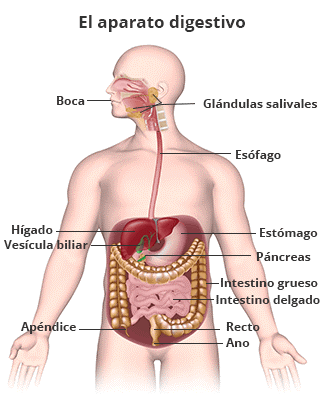 Ilustración del aparato digestivo humano