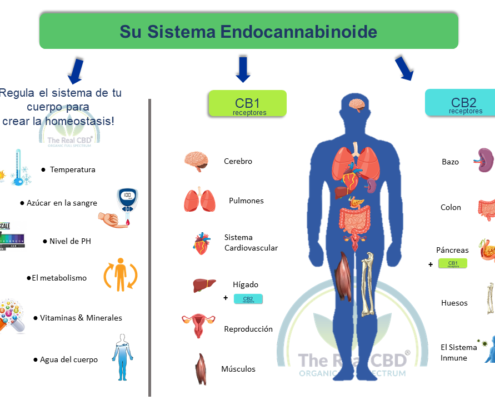 the-real-CBD-Blog-que-es-un-cannabinoide