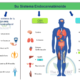 Infografía del sistema endocannabinoide humano