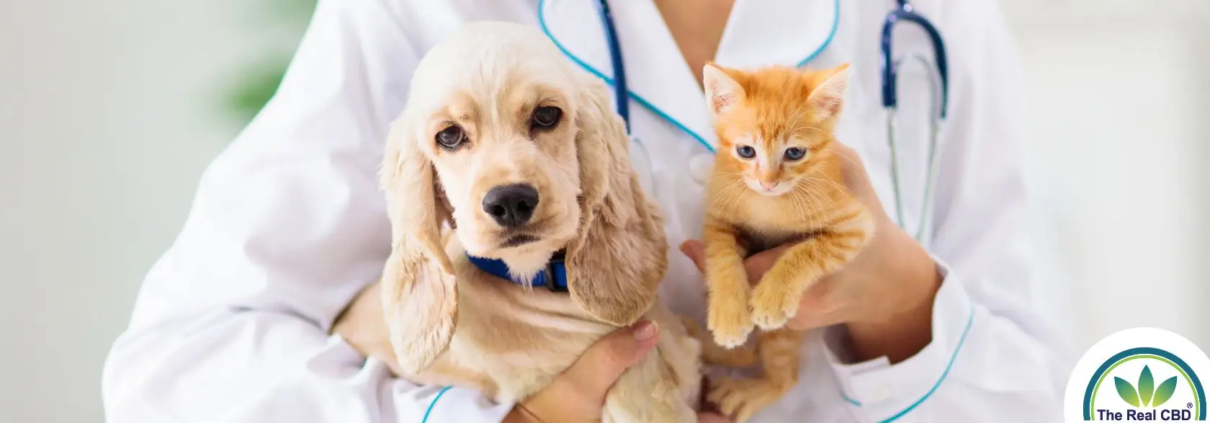 Un gatito y un cachorro en brazos de un veterinario