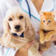 Un gatito y un cachorro en brazos de un veterinario