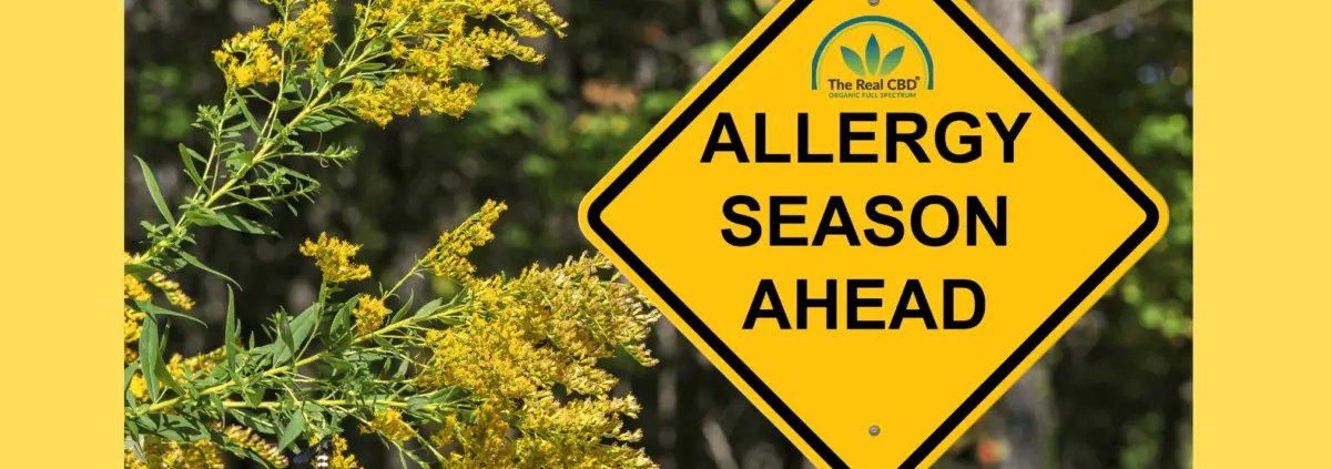 Temporada de alergias por delante señal de tráfico mi un árbol de Mimosa