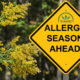 Temporada de alergias por delante señal de tráfico mi un árbol de Mimosa