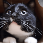 The-Real-CBD-Blog-CBD-para-gatos-con-ansiedad Gato asustado asomándose desde una bolsa marrón