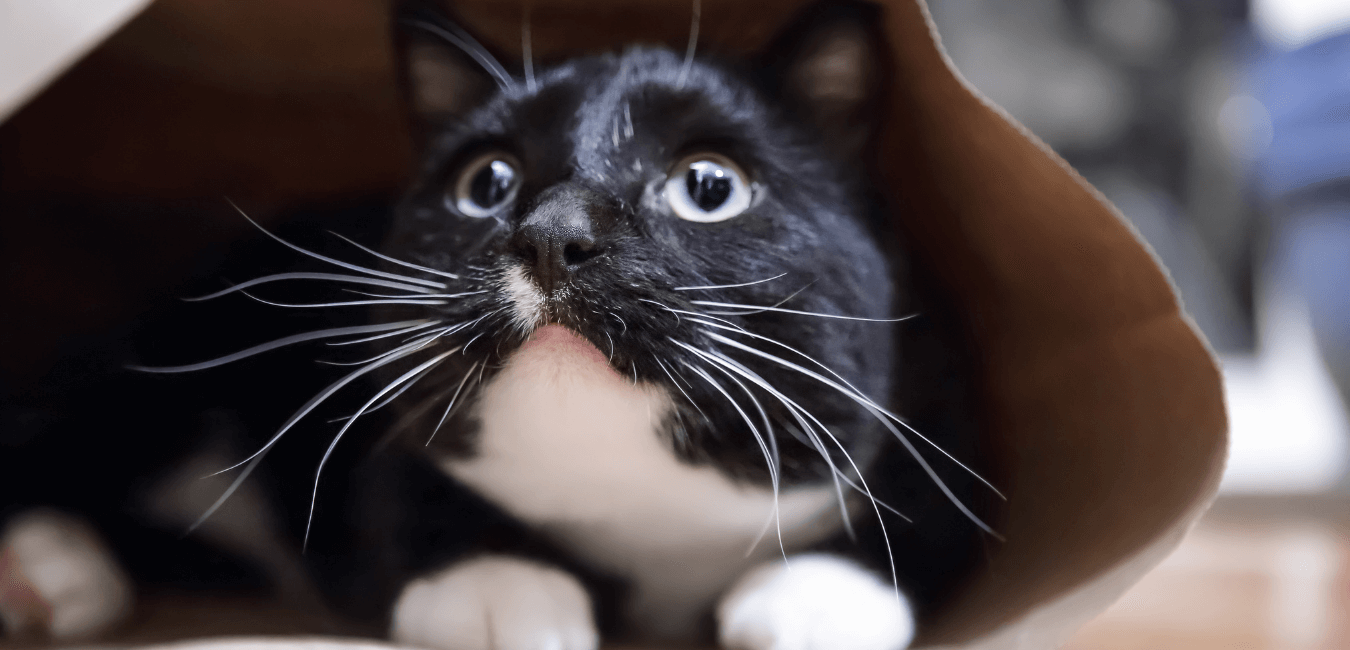 Gato asustado asomándose desde una bolsa marrón