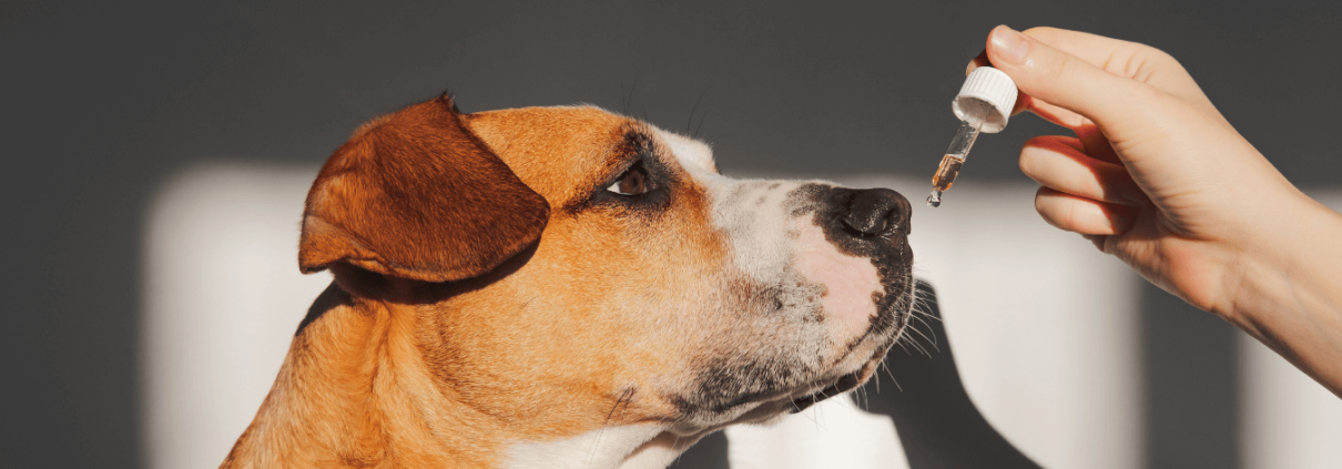 Bonito perro tomando aceite de CBD