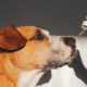 Bonito perro tomando aceite de CBD