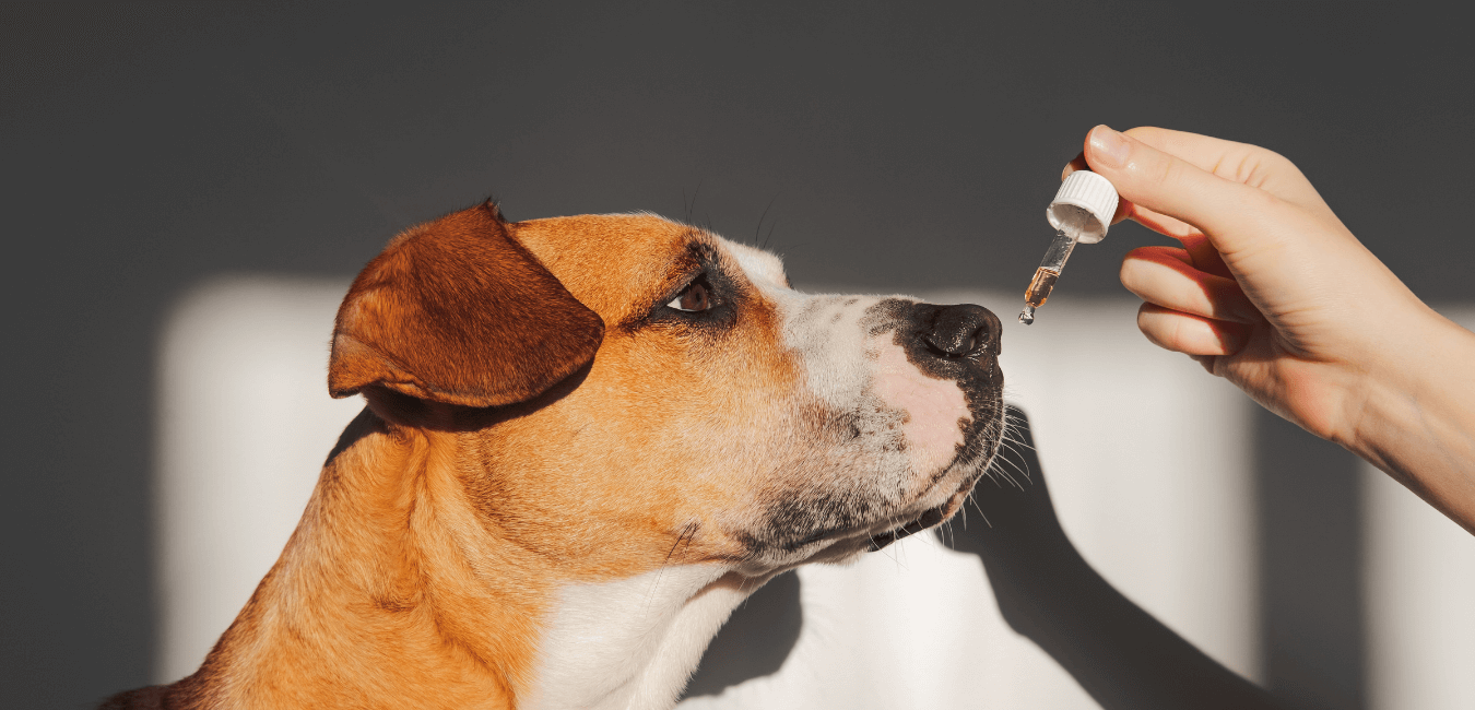 Bonito perro tomando aceite de CBD