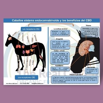 caballos aceite de cbd