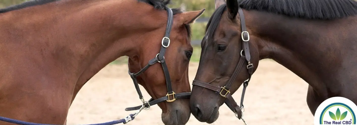 Caballos abrazados