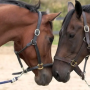 The-Real-CBD-Blog-Guis-de-CBD-para-Caballos Caballos abrazados